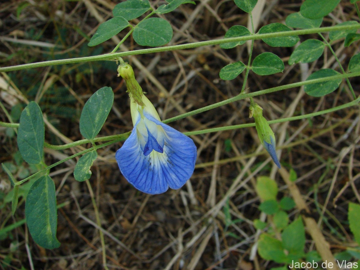 Clitoria ternatea L.